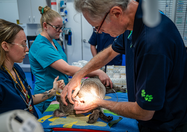 Maximus the Koala receiving treatment at RSPCA Wildlife Hospital.